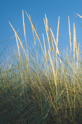 bigstock_Marram_Grass_On_Sand_Dune_1053223