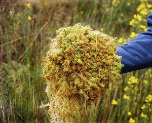 Clump-of-Moss