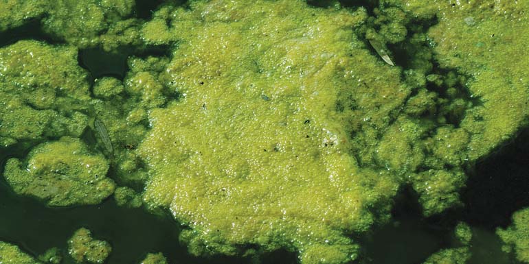 bigstock_Green_Algae_3530572_edited-1