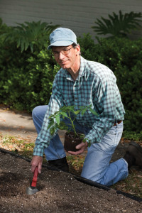 Man kneeling on the ground next to his freshly dug garden planting a large tomato plant.