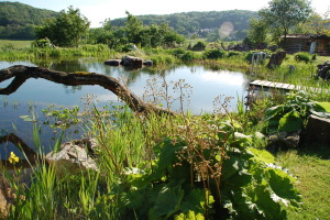 type 1 natural swimming pond