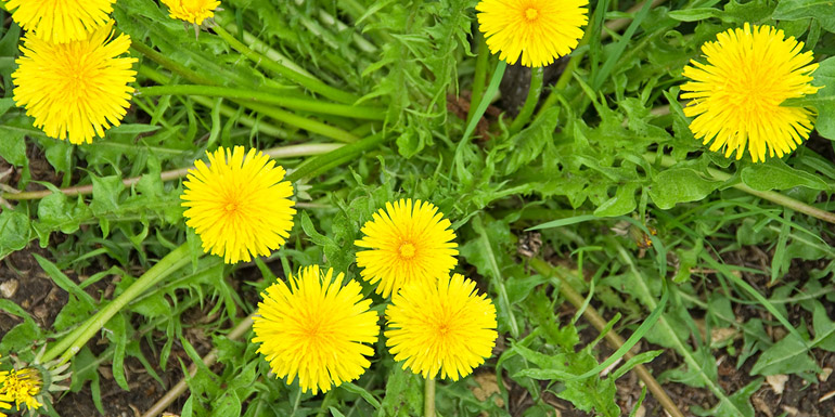 Dandelion, Taraxacum officinale