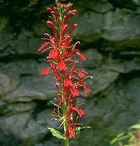 cardinal flower_cropped