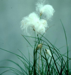 cotton grass_cropped