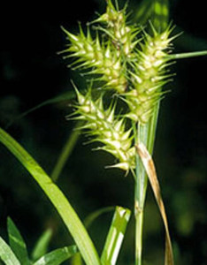 hop sedge_cropped