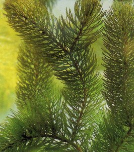 hornwort_cropped