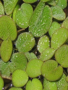 salvinia rotundifolia_cropped