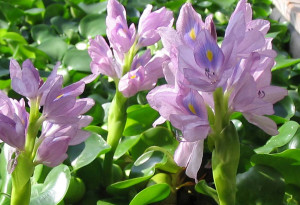 water hyacinth_cropped