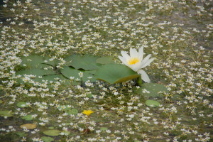 water lily