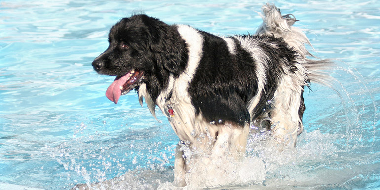 Photo ©Bigstockphoto.com a dog having fun at a swimming pool