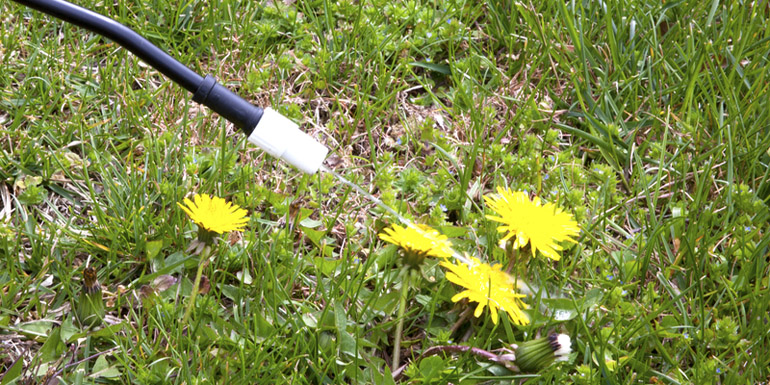 http://www.dreamstime.com/royalty-free-stock-image-spraying-dandelions-image24330506