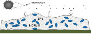 AhhSome brochure biofilm pics