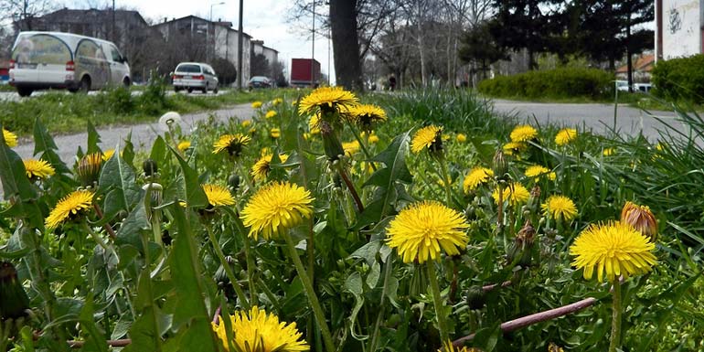 Edmonton_Herbicides_Ban