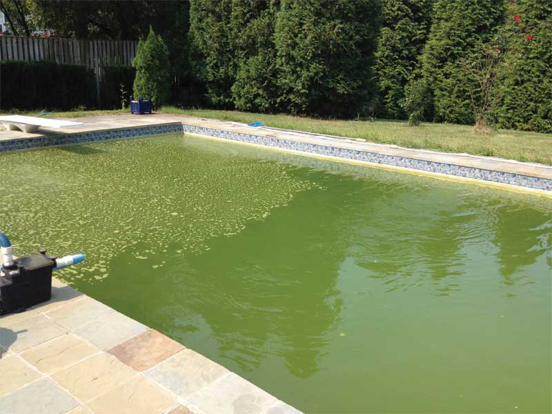 green algae pool