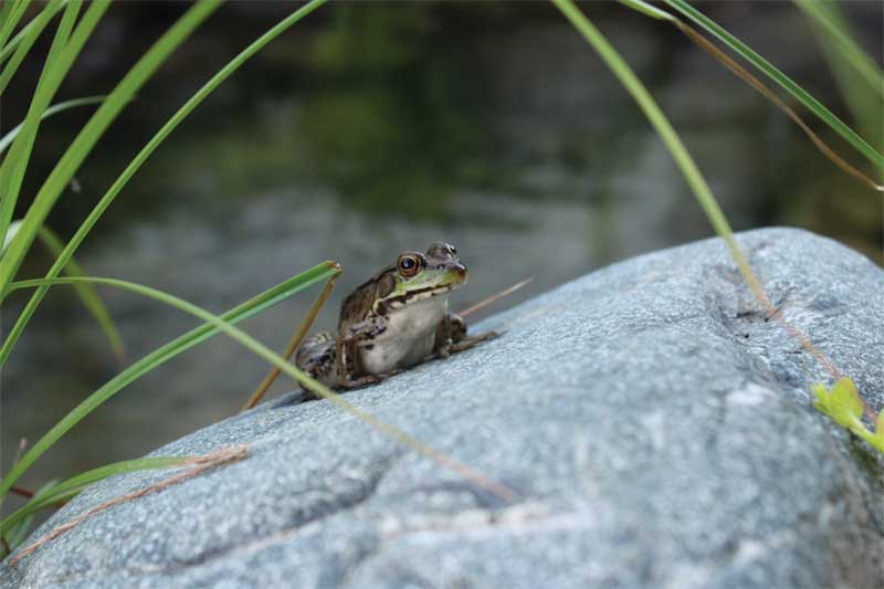 Swim ponds attract wildlife such as frogs