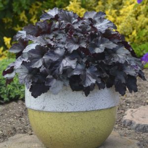 The 2018 Perennial of the Year is the Primo ‘Black Pearl’