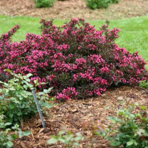 The 2018 Landscape Plant of the Year is a weigela called ‘Spilled Wine’