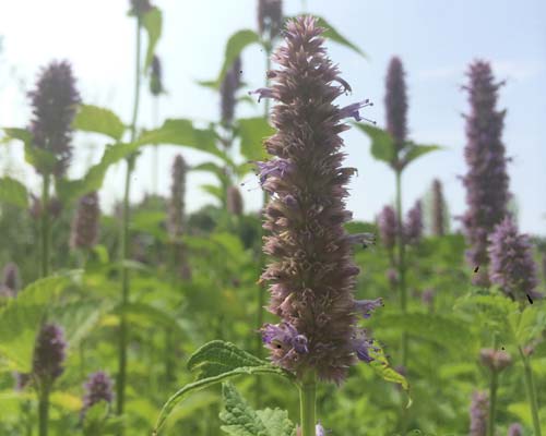 Agastache foeniculum ‘Black Adder’ (giant hyssop) is another great perennial to consider.