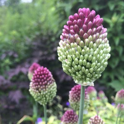 Planting Allium sphaerocephalon (round-headed leek) adds colour and interest to the summer landscape border.