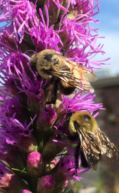 Liatris spicata (dense blazing star) is found throughout the eastern U.S., but limited in Canada to southwestern Ontario, growing only in a few remaining tallgrass prairie habitats.