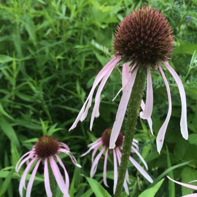 Echinacea pallida (pale purple coneflower) is a good plant selection, as it is distinguishable by its rays of narrow drooping pale purple petals and toothless parallel-veined leaves.