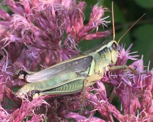 Eutrochium maculatum (Joe Pye weed) tends to be an underused plant in the landscape border, as it is often misconceived as a roadside weed.