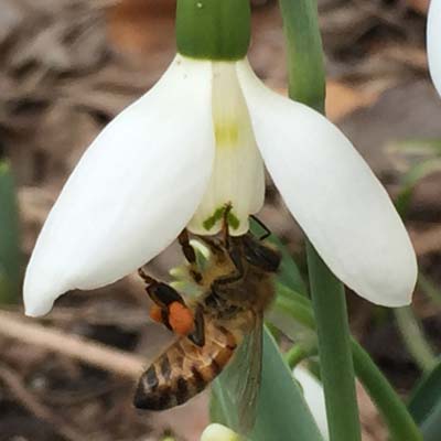 Galanthus nivalis or G. elwesii (snowdrops) can be difficult to grow and establish.