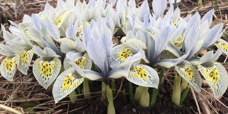 Iris reticulata ‘Katharine Hodgkin’ is an early flowering bulbous iris, planted no more than 51 mm (2 in.) below soil level in the fall.