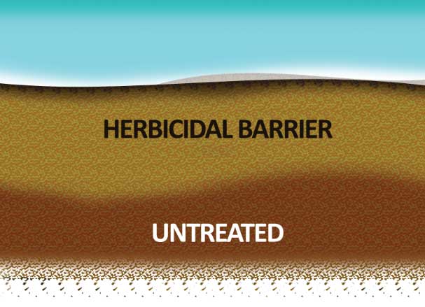 Once dichlobenil has been saturated into the soil an herbicidal barrier will form preventing new nutsedge growth. Small or young bulbs (seeds) and remaining vegetation in the herbicidal barrier will die off.