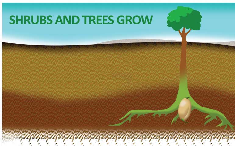 the herbicide is only applied to the top layer of soil, so established shrubs, trees, and other plants with deep root structures will not be affected by its application