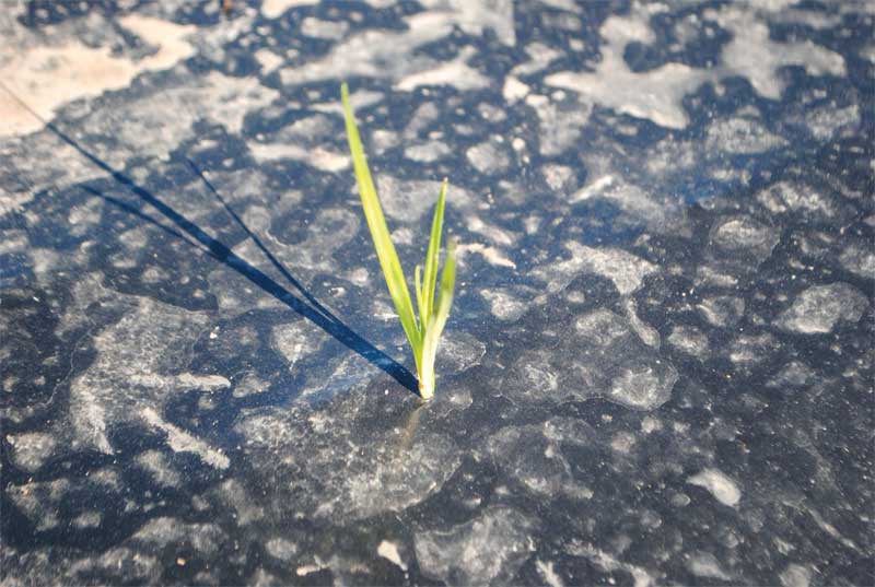 When untreated or undertreated, this plant can poke through basic landscaping materials such as bark or plastic ornamental mulch. In some instances, nutsedge can penetrate asphalt, rock-covered blocks and beds, and even vinyl pool liners.