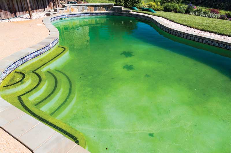 Should algae bloom in a saltwater pool, it can be treated just as it would be in a traditional chlorine pool. If the water is swampy green, a floc product can speed up the clearing process.