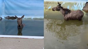 A young moose who ended up in the backyard pool at a residence in the Greater Sudbury, Ont.-area was successfully rescued and released back into the wild.