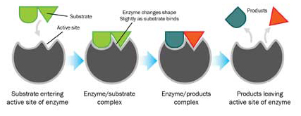 Enzymes break down non-living waste that is typically oxidized by higher levels of chlorine or a non-chlorine oxidizer.