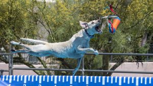 Pooch Pools School has opened on Vancouver Island, the first sanctioned ‘dock diving’ facility in the area. 