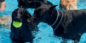 The City of Regina will once again welcome canines during the annual Dog Swim at Regent Pool on September 19. 