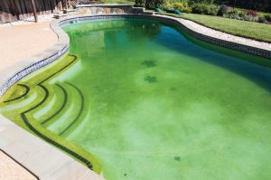 A pool showing excessive growth of algae.