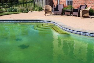 Pool owners and service technicians should implement a weekly algicide prevention routine. Stopping it from growing is always preferred to having to treat it.