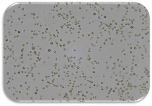 FIGURE 1 Population of Chlorella sorokiniana. Photo courtesy Biolab Inc.