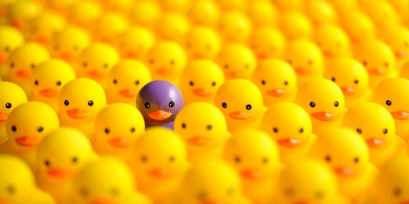 A group of yellow rubber ducks tightly packed together, with a single purple duck standing out in the center, creating a striking contrast.