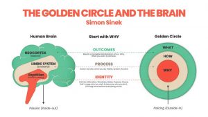 An infographic titled "The Golden Circle and the Brain" by Simon Sinek, illustrating the connection between the brain's layers (Neocortex, Limbic System, and Reptilian) and the Golden Circle's concepts of Why, How, and What.